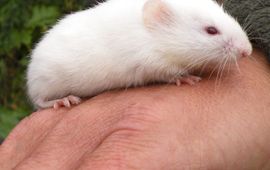 Daan Rijkers Albino rosse woelmuis op hand uitsnede