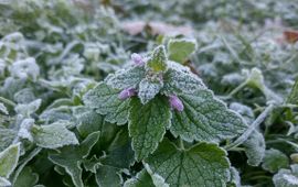 Stef van Walsum Bloeiende Paarse dovenetel in de winter