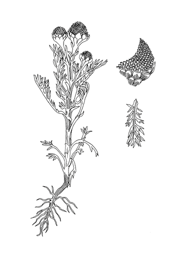Schijfkamille, uit het stoepplantjeskleurboek