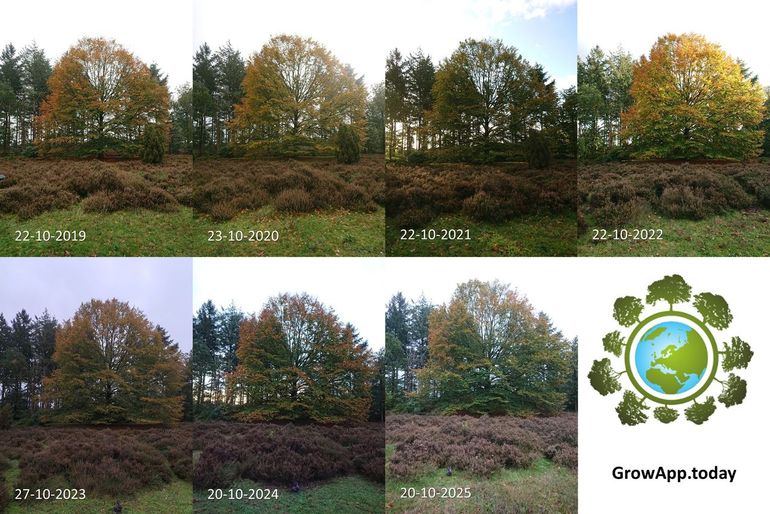 Figuur 9: Stand van bladverkleuring en bladval van een beuk in Jipsingboertange rond 20 oktober in de jaren 2019 tot en met 2025