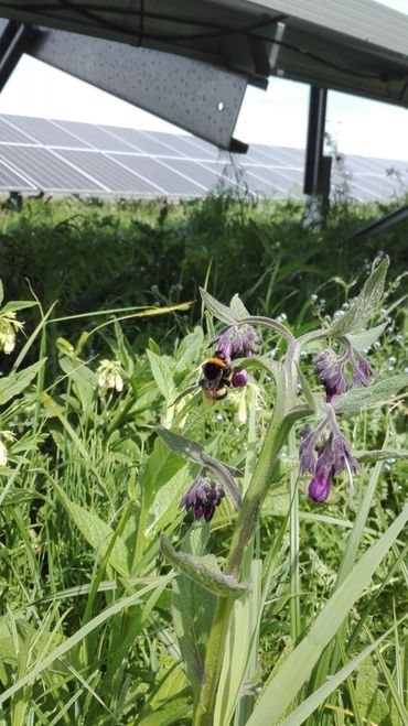 De biodiversiteit op het zonnepark wordt onderzocht