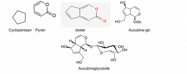 Aucubine