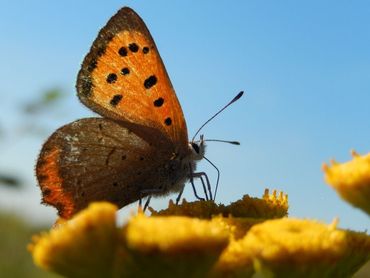 Voor graslandvlinders zoals deze kleine vuurvlinder, vroeger typisch voor boerenland, is nu in veel landbouwgebieden geen plaats meer