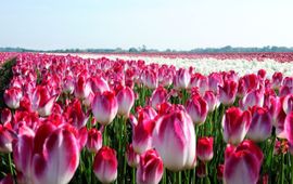Greenport Duin- en Bollenstreek Een gezonde en robuuste bollenteelt met de natuur als partner, dat is de enorme uitdaging, waaraan het project ‘Bloeiende Bollenstreek’ een steentje bij wilt dragen, zoals bij dit bloembollenveld in Lisse.