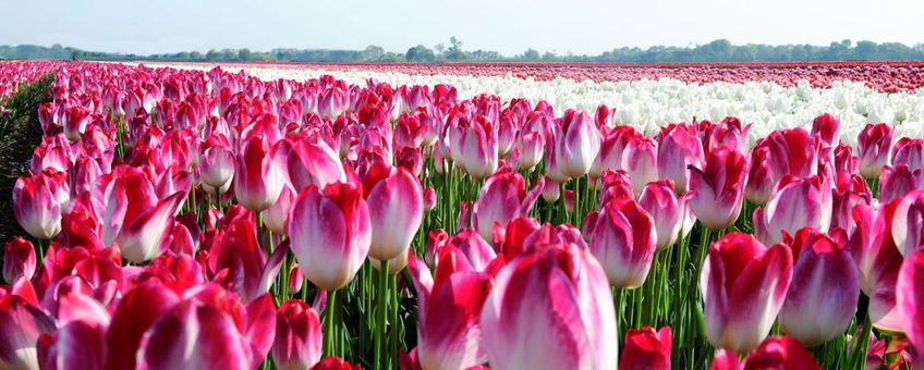 Een gezonde en robuuste bollenteelt met de natuur als partner, dat is de enorme uitdaging, waaraan het project ‘Bloeiende Bollenstreek’ een steentje bij wilt dragen, zoals bij dit bloembollenveld in Lisse.