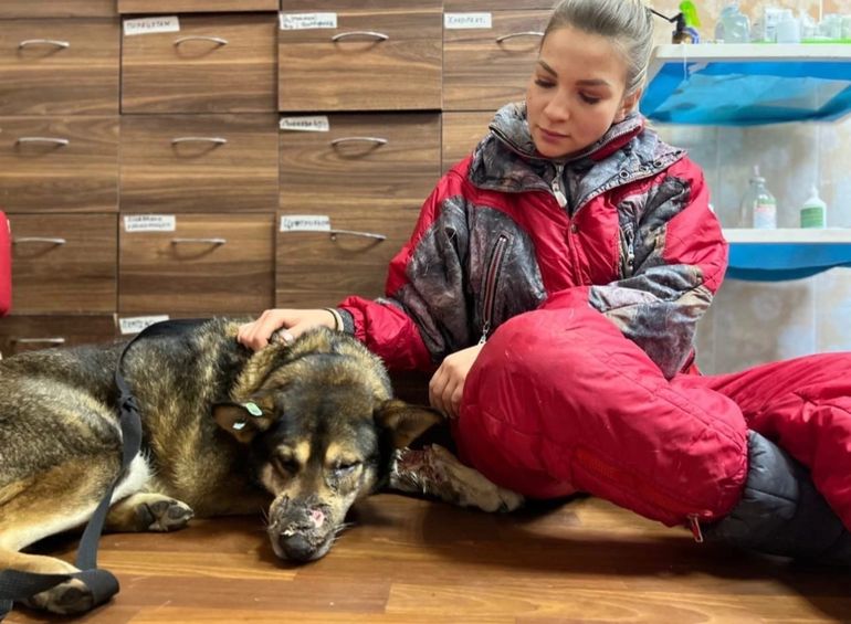 Honden in Shelter Pif in Donetsk krijgen nog steeds dagelijkse verzorging