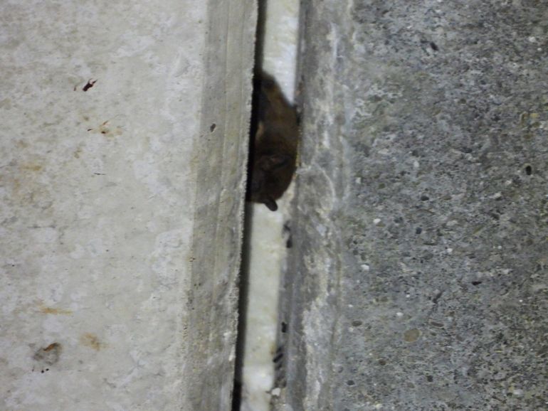 Deze vleermuis vond een rustig plekje in een spleet onder een brug