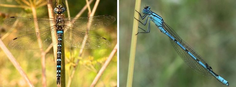 Links: een echte libel (de paardenbijter), rechts een juffertje (de watersnuffel)