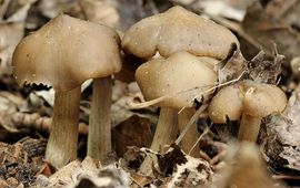 Menno Boomsluiter Entoloma aprile