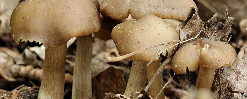 Entoloma aprile