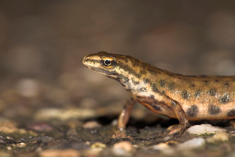 Ook duizenden kleine watersalamanders zijn veilig naar de overkant geholpen