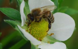 Bij op bloem van aardbei.