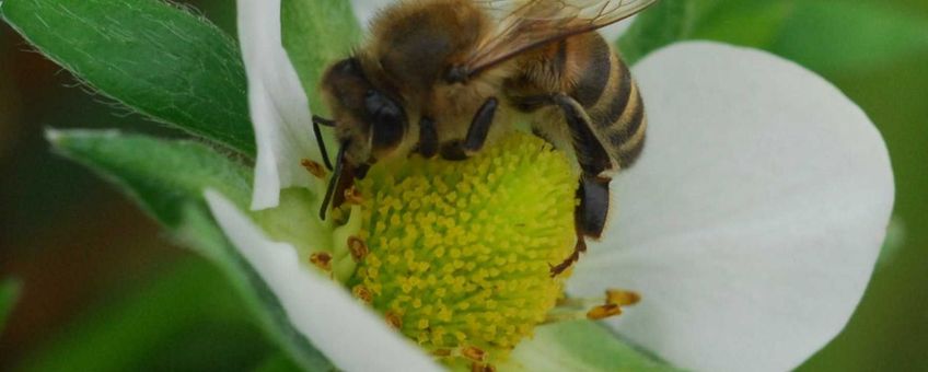 Bij op bloem van aardbei.