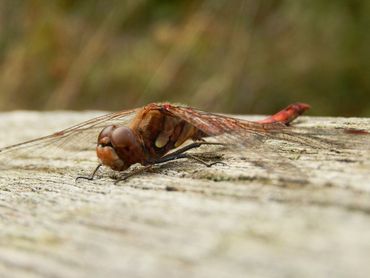 Een zonnende bruinrode heidelibel