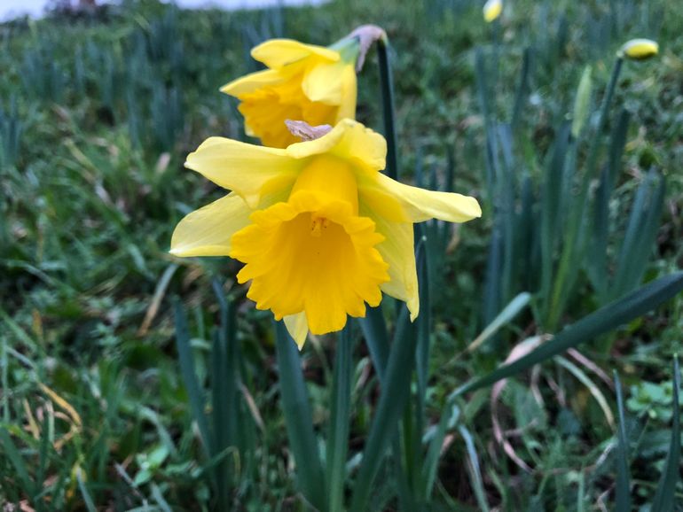 Bloeiende narcissen op 16 januari in Ede