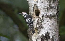 Kleine bonte specht, Dendrocopos minor