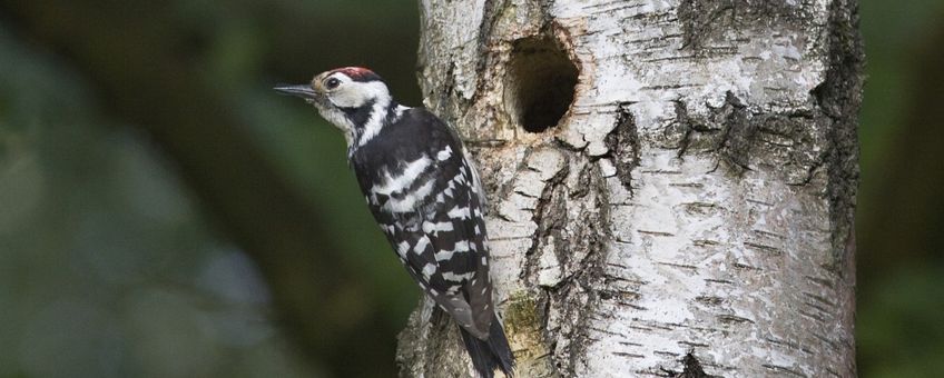 Kleine bonte specht, Dendrocopos minor