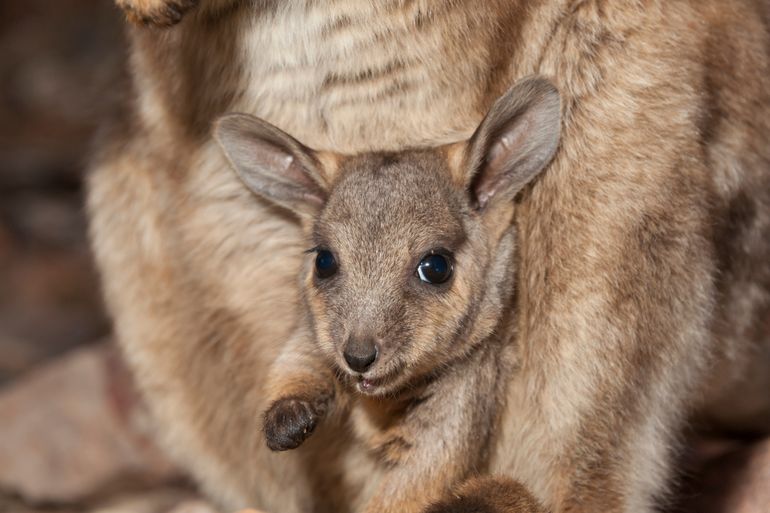 Rotskangoeroe. In het Engels black-footed rock-wallaby