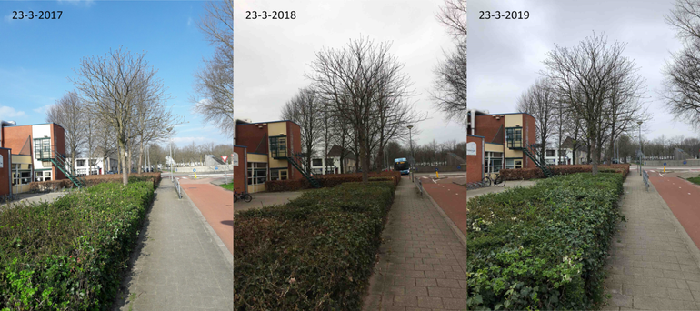 Verschil in ontwikkeling van witte paardenkastanje tussen 2017, 2018 en 2019 op 23 maart