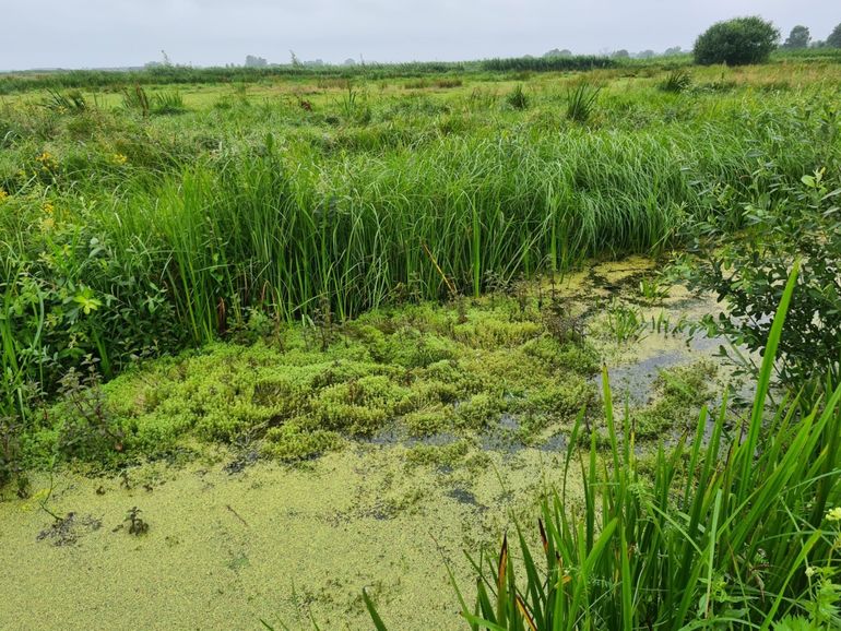 Afbeelding 3: Watercrassula waar tijdens elektrobevissingen in 2021 grote aantallen grote modderkruipers in werden aangetroffen