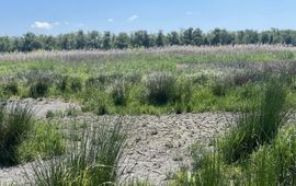 Droogte steeds zichtbaarder