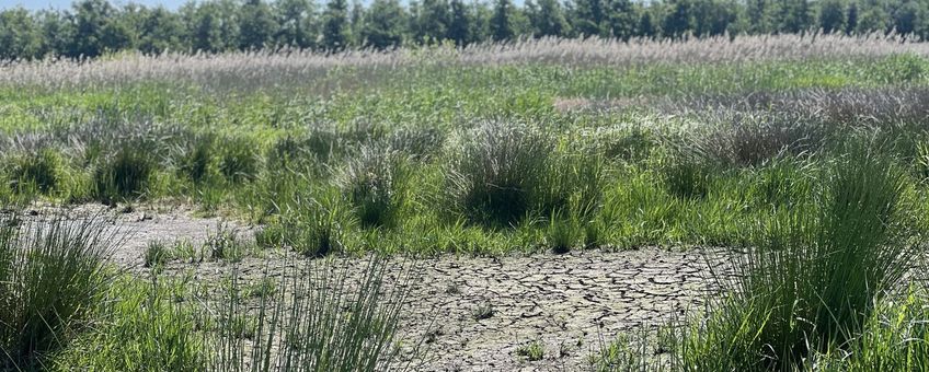 Droogte steeds zichtbaarder