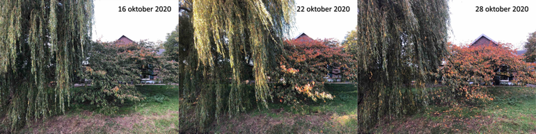 Verloop van bladverkleuring van een sierkers in Bennekom in de periode 16 tot en met 28 oktober 2020