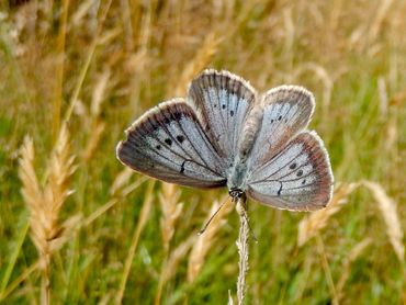 Het pimpernelblauwtje, typisch voor vochtige hooilanden