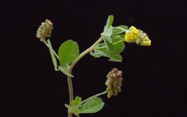 Medicago lupulina, hopklaver