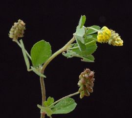 Medicago lupulina, hopklaver