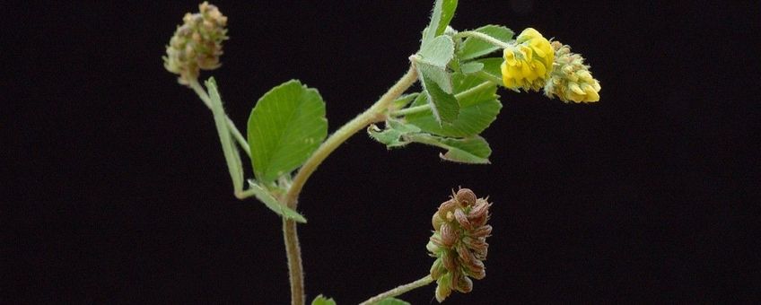 Medicago lupulina, hopklaver