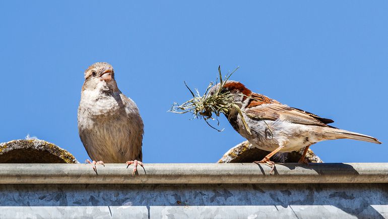 Veel vogels, zoals de huismus, broeden graag aan, in of op onze gebouwen