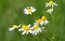 -Saxifraga-Rudmer-Zwerver- Echte-kamille natuurjournaal
