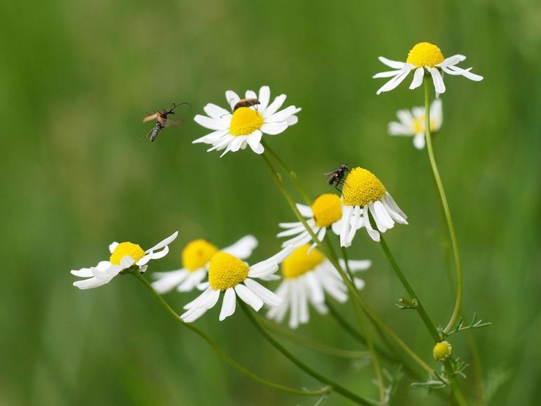 Insecten doen zich te goed aan de echte kamille die nu veel langs de weg staat