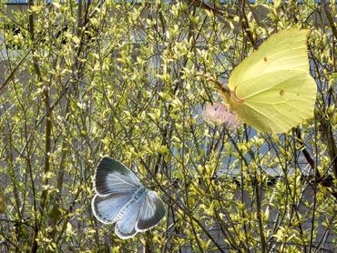 Vuilboom als waardplant van het boomblauwtje en de citroenvlinder