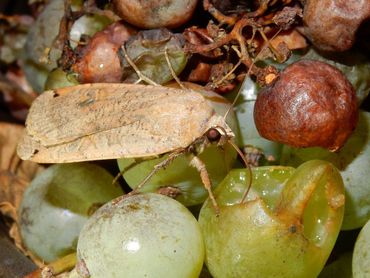 Huismoeder met de roltong in de druif