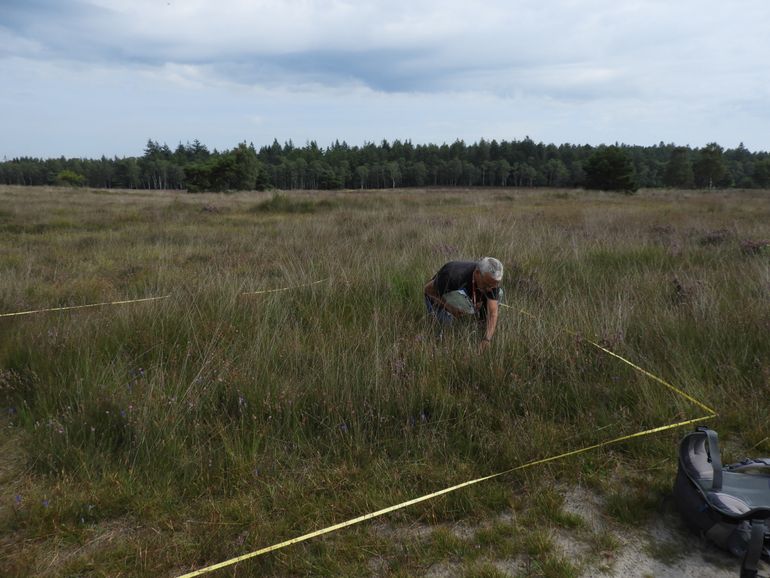 Vegetatie-opname in natte heide