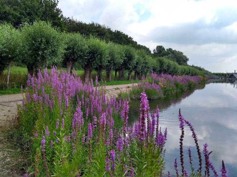 Het eiland IJsselmonde is omsloten door rivieren met vaak bloemrijke oevers, waar kenmerkende bijen zoals de kattenstaartdikpoot voorkomen