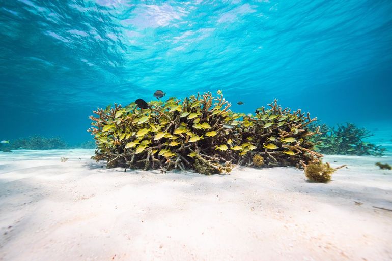 Het bedreigde hertshoornkoraal (Acropora cervicornis) trekt vele soorten vis aan, en is nog op verschillende plaatsen in de mariene Ramsar-gebieden te vinden