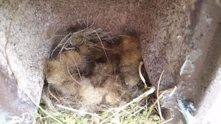 Eieren in nestkast bedekt met wisenthaar