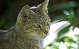 Karsten Reiniers, ARK Natuurontwikkeling Wilde kat VOOR EENMALIG GEBRUIK