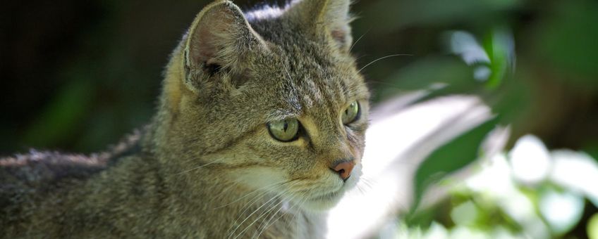 Wilde kat VOOR EENMALIG GEBRUIK