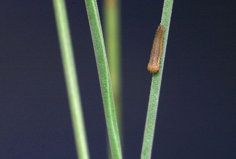 Rups van de Kleine heivlinder (Hipparchia statilinus) op de waardplant Buntgras (Corynephorus canescens). Deze vlindersoort is sterk gespecialiseerd op het eten van voedselarm gras, waardoor de soort gevoelig is voor veranderingen in plantkwaliteit