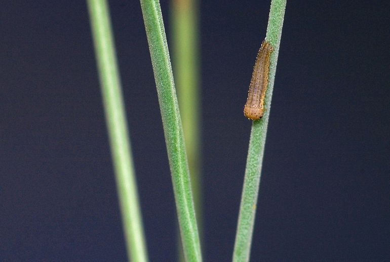 Rups van de Kleine heivlinder (Hipparchia statilinus) op de waardplant Buntgras (Corynephorus canescens). Deze vlindersoort is sterk gespecialiseerd op het eten van voedselarm gras, waardoor de soort gevoelig is voor veranderingen in plantkwaliteit