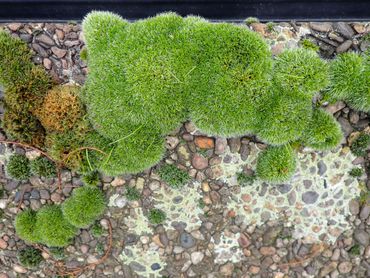 Gewoon muisjesmos, winteropname in de Hortus in Leiden