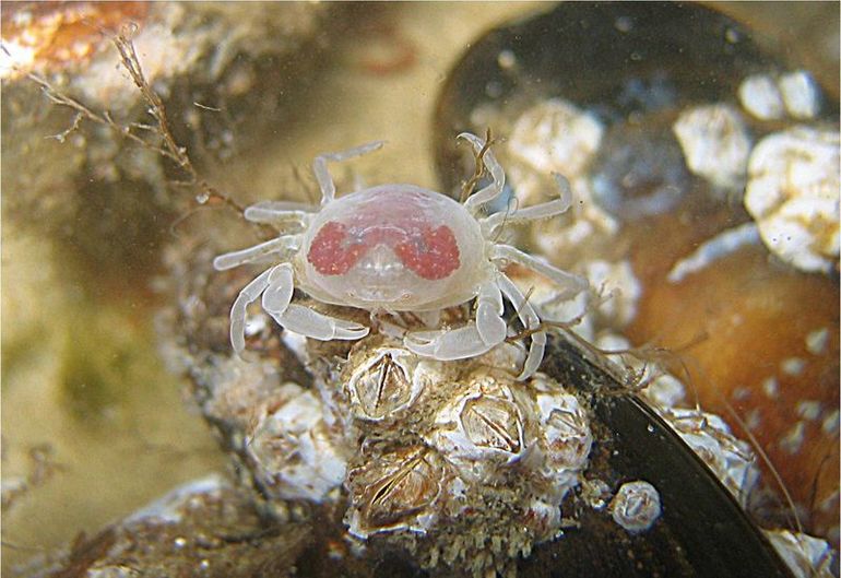 Erwtenkrabbetjes vind je soms in oesters of mosselen