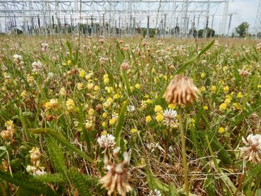 Bij het nieuwe maaibeheer blijven er bij elke maaibeurt bloeiende planten aanwezig