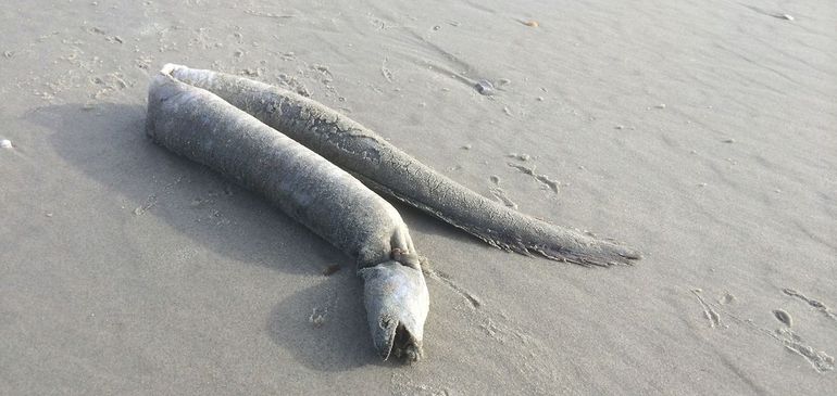 Congeraal, aangespoeld op het strand van Ameland