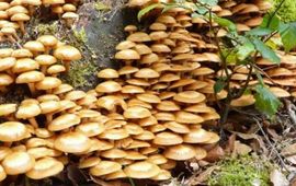 M.W.Boomsluiter Stobbezwammetje
Pholiota mutabilis
M.W.Boomsluiter