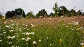 Botanisch grasland - Oirschot - Spoordonk